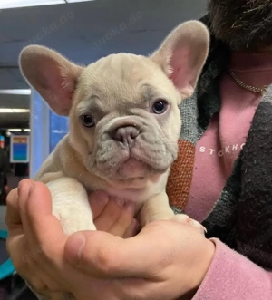 Französische Bulldogge Welpe (Rüde, 11 Wochen) sucht liebevolles Zuhause   