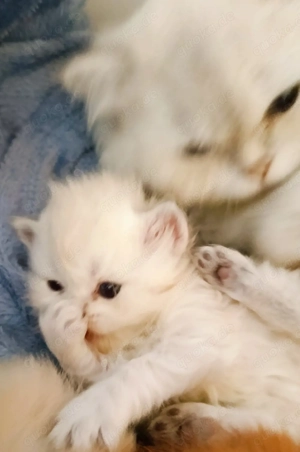 kitten reserviert bkh Junge  NY24  reinrassig Getiegert tabby golden bleck 