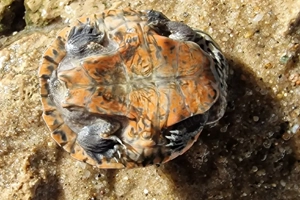 0.0.3 Phrynops geoffroanus 