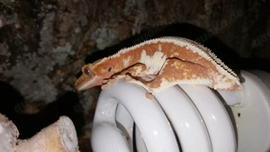 Kronengecko abzugeben