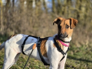 Naila - kleine Traumhündin