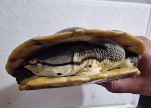 1.1 Phrynops hilarii 