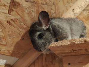 Chinchillas