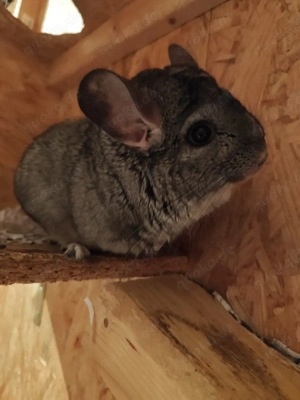 Chinchillas