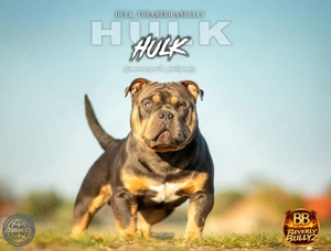 ABKC American Bully Deckrüde HULK Blue Tri