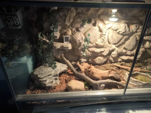 Kornnatter mit Terrarium und Zubehör 