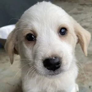 Katy, geb. ca. 11 2025, lebt in GRIECHENLAND, auf einer privaten Pflegestelle