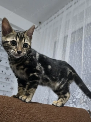 Bengal Kätzchen mit wunderschöner Marmorzeichnung und Stammbaum