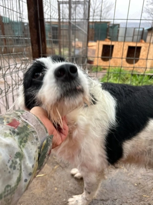 Lucky wurde einfach entsorgt...