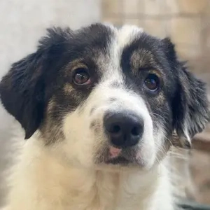 Majolika, geb. ca. 04 2025, lebt in GRIECHENLAND, im städt. Tierheim Serres