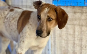 Josha - Dein Prinz Charming?