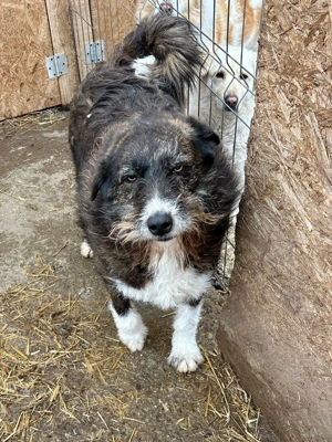 Nero wartet schon 3 Jahre im Shelter