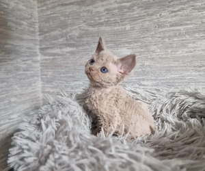 Devon Rex KATER mit Stammbaum können zu Ende April umziehen 