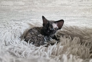 Devon Rex MÄDCHEN können zu Ende April umziehen 