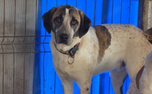 Wer schenkt dem kleinen Luke ein Zuhause?