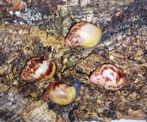 Archachatina marginata Grevillei, Achatschnecken