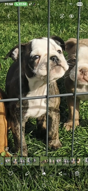 Old english bulldog  welpen