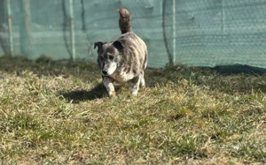 Für Karlchen muss das Glück einen zweiten Anlauf nehmen! Bild 2