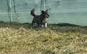 Für Karlchen muss das Glück einen zweiten Anlauf nehmen! Bild 3