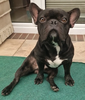 Französische Bulldogge Rüde reinrassig 