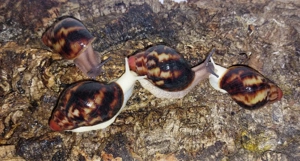 Archachatina marginata Egregia, Achatschnecken