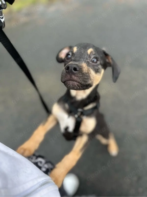 Dobermann   Magyar Vizsla Mix Welpe 