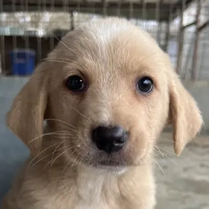 Blondie, geb. ca. 11 2025, lebt in GRIECHENLAND, auf einer privaten Pflegestelle