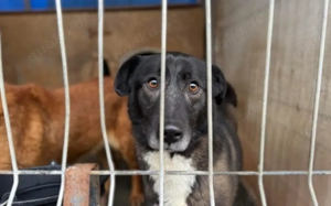 Hier kommt die bezaubernde Venus Bild 5