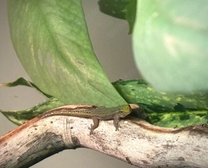 lygodactylus conraui