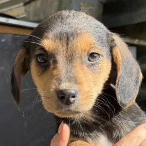 Loxana, geb. 12 2025, lebt in GRIECHENLAND, auf einer privaten Pflegestelle