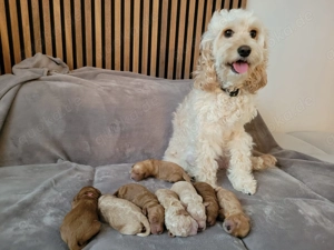 Wunderschöne Cockapoo Welpen - demnächst abzugeben