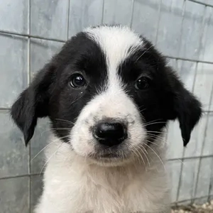 Nova, geb. ca. 11 2025, lebt in GRIECHENLAND, auf einer privaten Pflegestelle