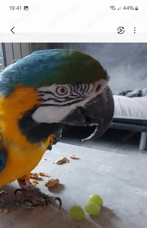 Gelbbrustara inkl. Voliere und Freisitz