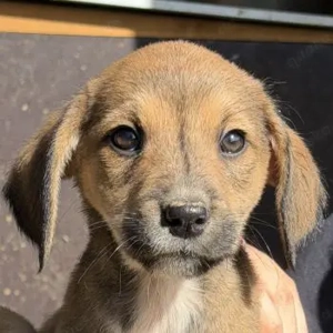 Lurelia, geb. 12 2025, lebt in GRIECHENLAND, auf einer privaten Pflegestelle