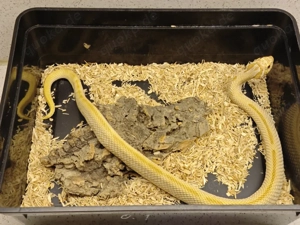  super Conda Toffifee stripe 