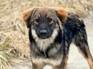 Hallo - hier kommt Benzko!