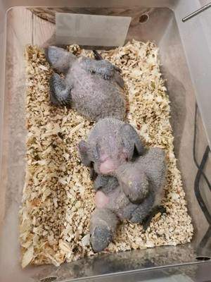 Wunderschöne junge Graupapageien (männlich)   Handaufzucht, getestet, mit Papieren Bild 4