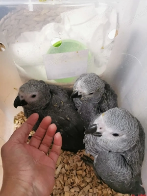 Wunderschöne junge Graupapageien (männlich)   Handaufzucht, getestet, mit Papieren