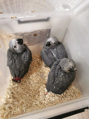 Wunderschöne junge Graupapageien (männlich)   Handaufzucht, getestet, mit Papieren Bild 3