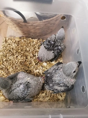 Wunderschöne junge Graupapageien (männlich)   Handaufzucht, getestet, mit Papieren Bild 2