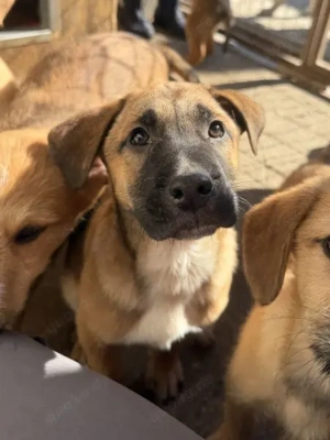 Dickie, geb. ca. 11 2025, lebt in GRIECHENLAND, im städt. Tierheim Serres