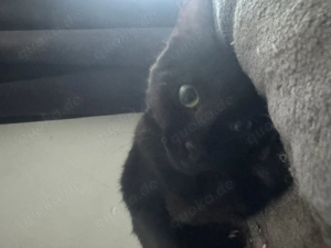 Kleiner dobby braucht ein neues zuhause