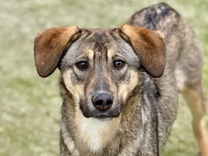 Schenkst du Ella dein Herz?