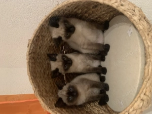 Siam Kätzchen Blue Point