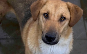 Schenkst du Mogli Geborgenheit?