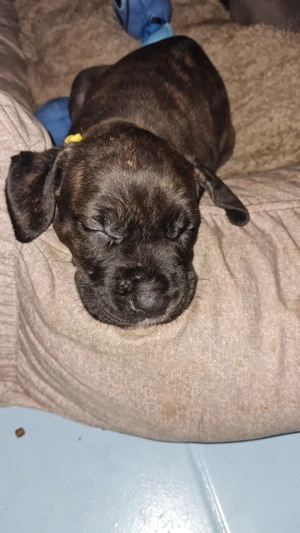 Carne Corso American XL Bully