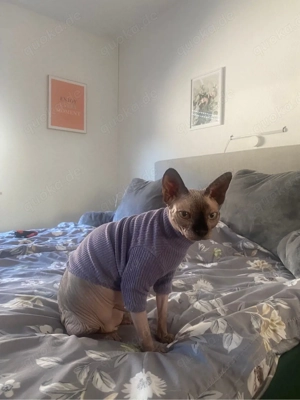 cleo sucht ein Zuhause