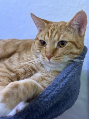 Liebevolle Katze zu verkaufen (ca. 8 Monate alt)