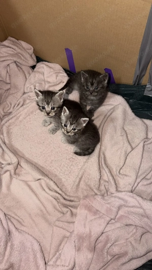 Katzen babys sind erst 4 Wochen alt 