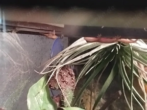 Kleine jungferngeckos abzugeben 